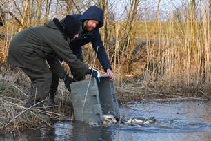 EINDELIJK KARPERS UITGEZET IN DE SCHEEPVAARTKANALEN VAN GRONINGEN EN DRENTHE