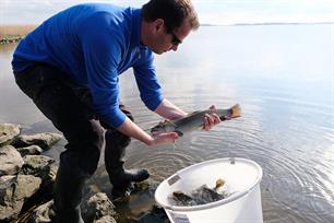 Forel uitgezet in Lauwersmeer