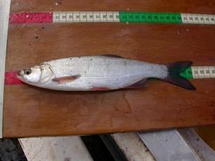 Rapporten Visstandonderzoek Hunze en Aa's online