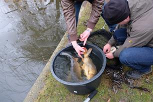 Update 2 Vijver Oosterpark in Groningen