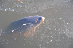 Update vissterfte in Oosterparkvijver in Groningen