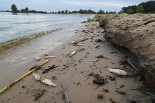 Vele tientallen dode vissen aangespoeld op strand Meerwijck 