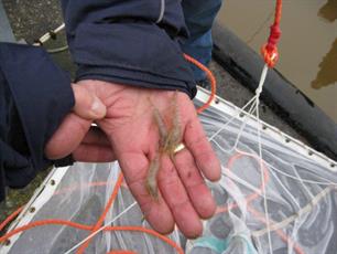 Vierde jaargang aanbodonderzoek trekvissen Waddenkust van start