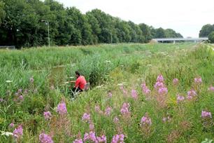 Visstekken langs Kanaal Buinen-Schoonoord