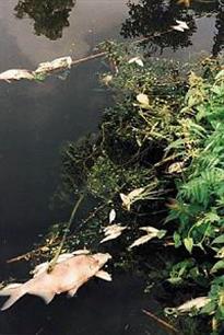 Vissterfte in vijvers stad Groningen en omgeving teruggedrongen 