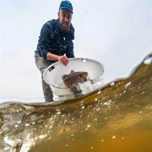 Zeeforellen uitgezet in het Lauwersmeer