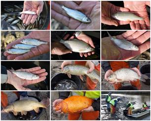 Zeker 3500 vissen overgezet uit het Balkengat in Groningen